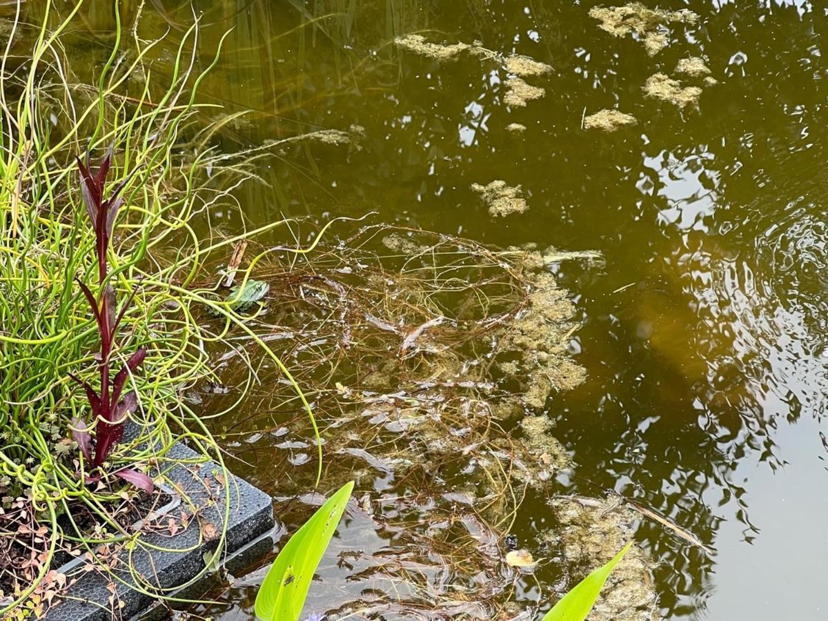 ラインスベルク Eichkobelヴィラ エクステリア 写真